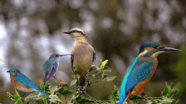 Kumarakom Bird Sanctuary image