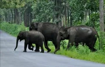 Wayanad Tour Packages